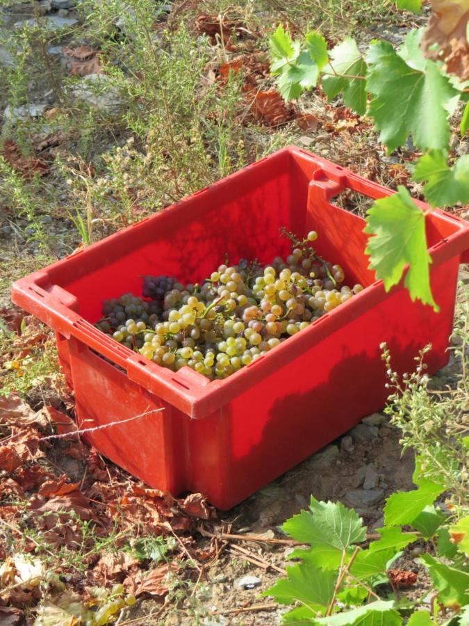 Stay At The Winemaker Ervedosa do Douro 外观 照片