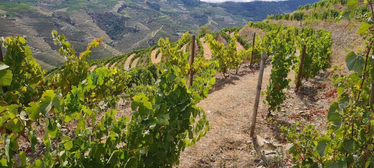 Stay At The Winemaker Ervedosa do Douro 外观 照片